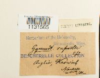 Gymnostomum aeruginosum image