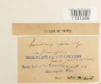 thumbnail image of current specimen