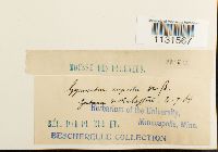 Gymnostomum aeruginosum image