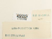 Gymnostomum aeruginosum image