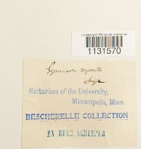 Gymnostomum aeruginosum image