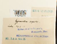 Gymnostomum aeruginosum image