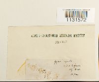 Thumbnail image of current specimen
