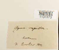 Gymnostomum aeruginosum image