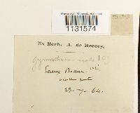 Gymnostomum aeruginosum image