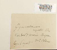 Gymnostomum aeruginosum image