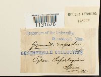 Gymnostomum aeruginosum image