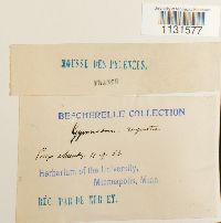 Gymnostomum aeruginosum image