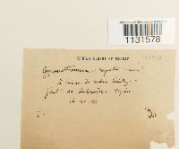 Gymnostomum aeruginosum image