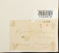 Thumbnail image of current specimen