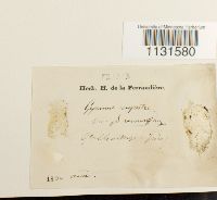 Gymnostomum aeruginosum image