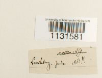 Gymnostomum aeruginosum image