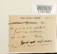 Gymnostomum aeruginosum image