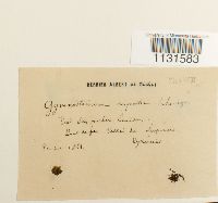 Gymnostomum aeruginosum image