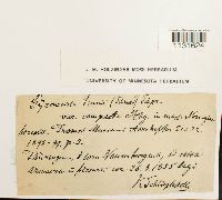 thumbnail image of current specimen