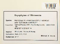 Hamatocaulis vernicosus image