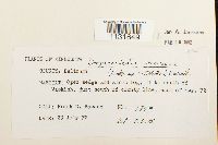 Hamatocaulis vernicosus image