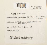 Hamatocaulis vernicosus image