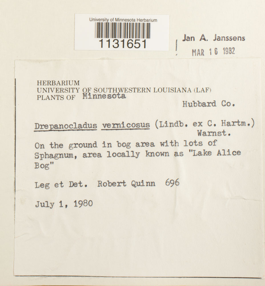 Hamatocaulis vernicosus image