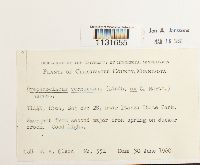 Hamatocaulis vernicosus image