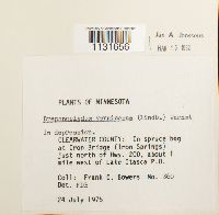 Hamatocaulis vernicosus image