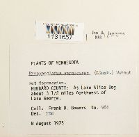 Hamatocaulis vernicosus image