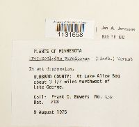 Hamatocaulis vernicosus image