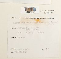 Hamatocaulis vernicosus image