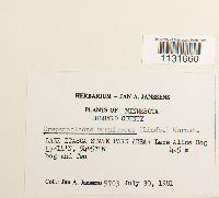 Hamatocaulis vernicosus image