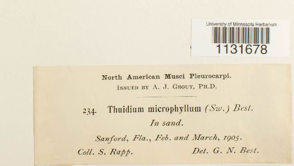 Bryohaplocladium microphyllum image
