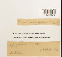 Bryohaplocladium microphyllum image