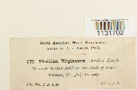 Bryohaplocladium virginianum image