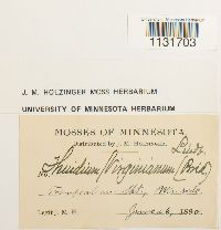 Bryohaplocladium virginianum image