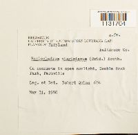 Bryohaplocladium virginianum image