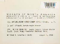 Bryohaplocladium virginianum image