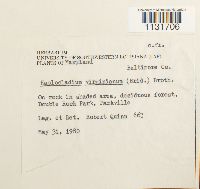 Bryohaplocladium virginianum image