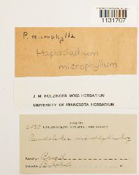Bryohaplocladium microphyllum image