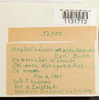 Media resource of Bryohaplocladium angustifolium