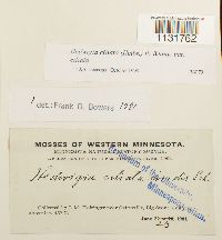 Hedwigia ciliata image