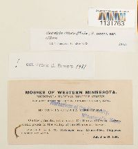 Hedwigia ciliata image