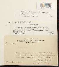 Hedwigia ciliata image