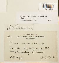 Hedwigia ciliata image