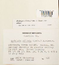 Hedwigia ciliata image