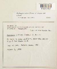 Hedwigia ciliata image