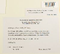 Hedwigia ciliata image