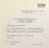 Hedwigia ciliata image