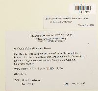 Hedwigia ciliata image