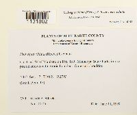 Hedwigia ciliata image