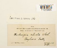 Image Associated With the Occurrence