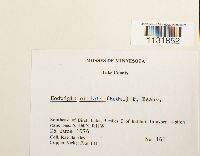 Image Associated With the Occurrence